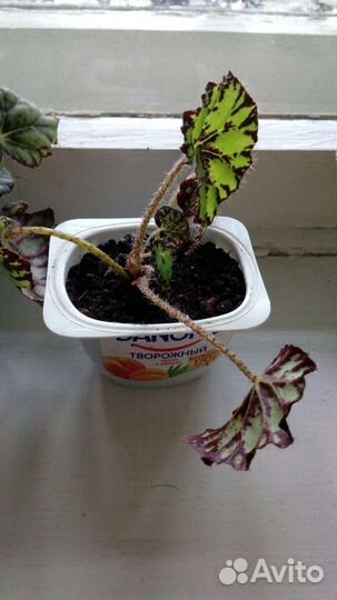 Бегония Бауэра (Тигровая)