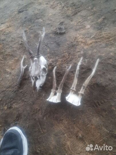 Рога косули