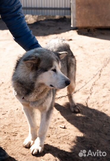 Отдам маламута