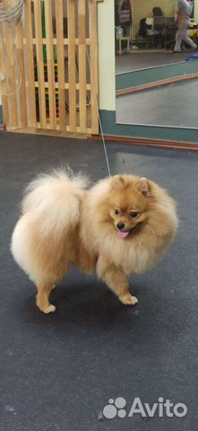 Груминг собак