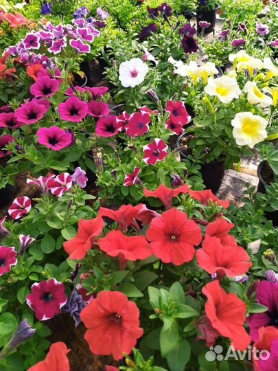 Цветы петунии ампельные
