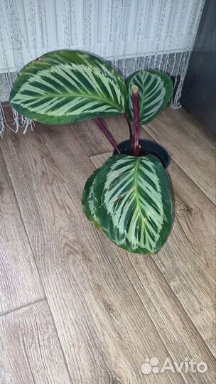 Калатея Пикок (Павлин)