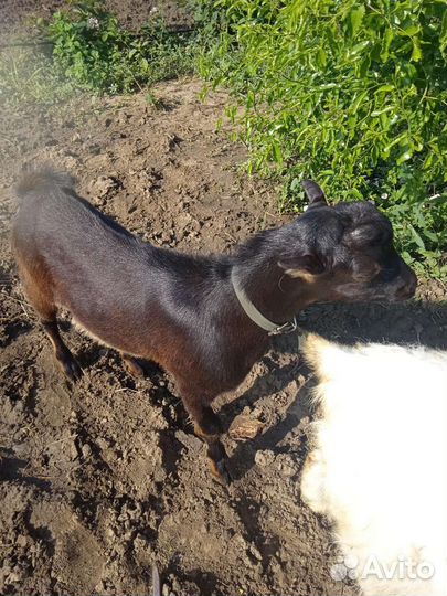 Коза нубийская