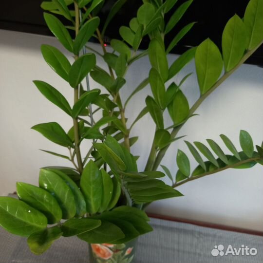 Комнатные растения