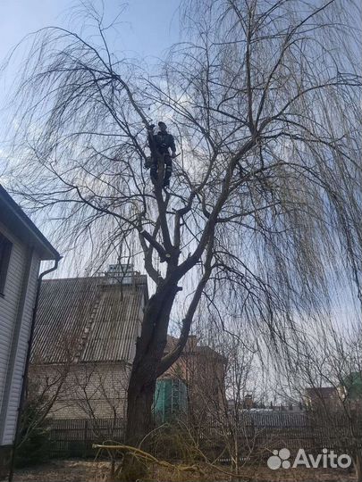 Спил деревьев