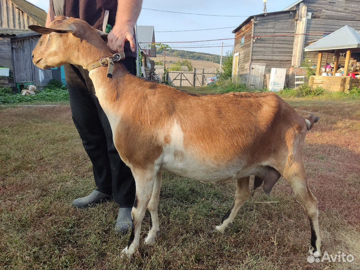 Нубийские козы покрытые процентные