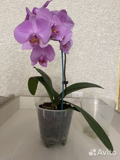 Орхидея фаленопсис
