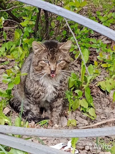 Кот в беде в добрые руки
