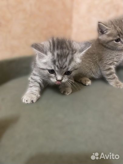 Британские котята