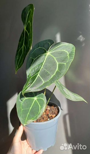 Антуриум Кларинервиум