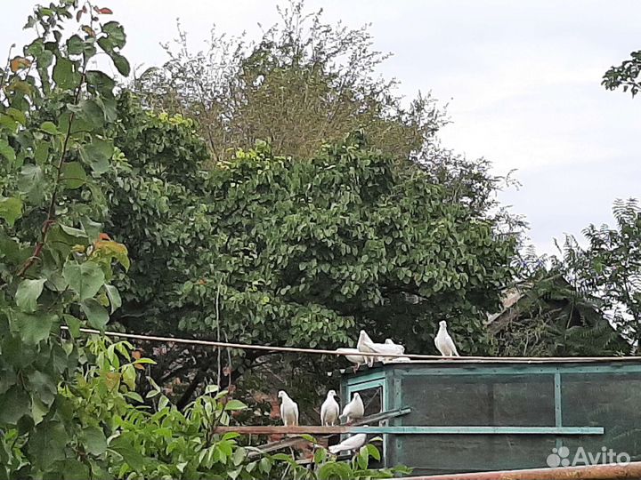 Продажа голубей