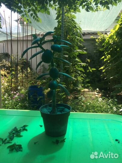 Комнатные растения