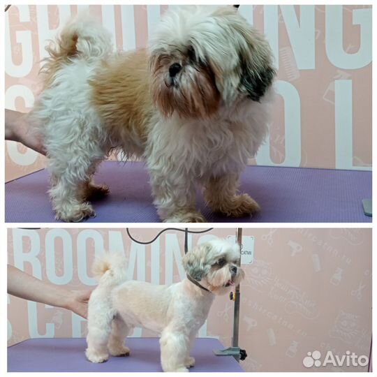 Груминг собак и кошек с выездом на дом