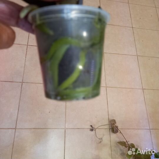 Орхидея фаленопсис мини бабочка, пелор