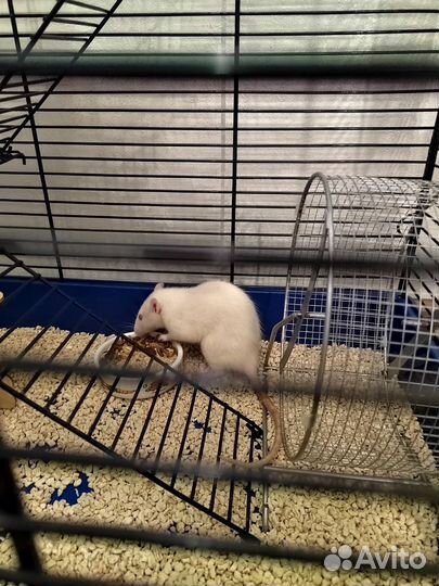 Крысы отдам бесплатно
