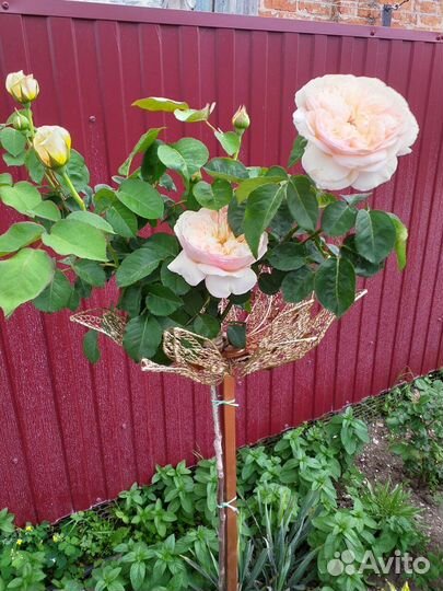 Штамбовые Розы
