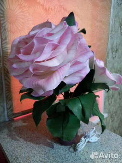 Цветок-ночник