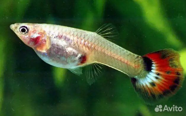 Аквариумные рыбки гуппи