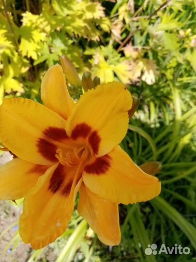 Лилейники и лилии