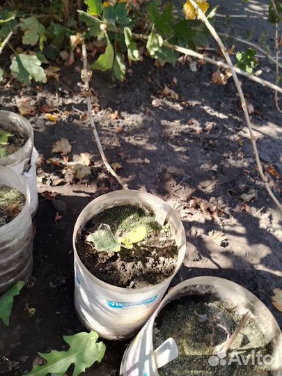 Саженцы клематиса