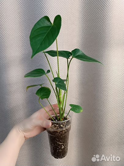 Антуриумы Семпре, Джейд, Оранж