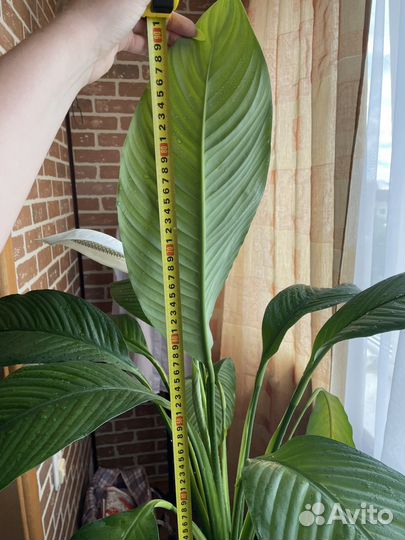 Спатифиллум сенсация