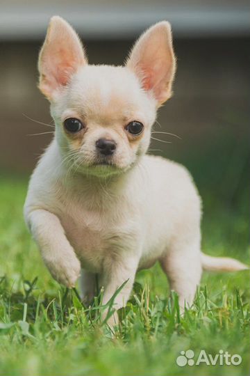 Щенок чихуахуа