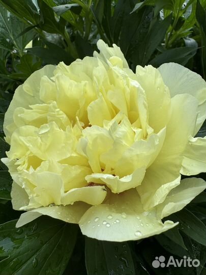 Пион желтый Бартзелла, Лемон шифон