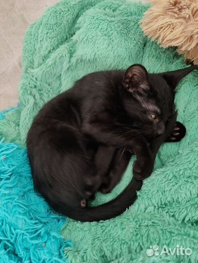 Котики бесплатно