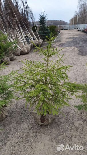 Ель обыкновенная