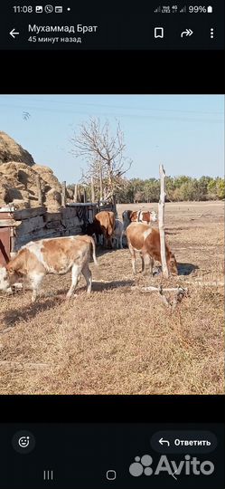 Коровы бычки тёлки