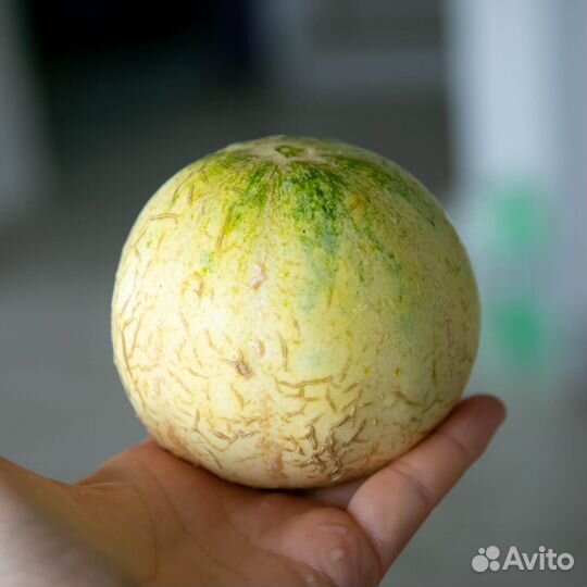 Дыня Cupid (Купидон) семена