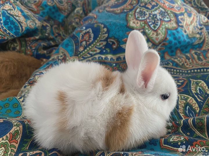 Карликовый декоративный кролик, 1 месяц