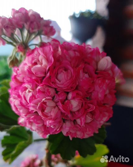 Пеларгония герань