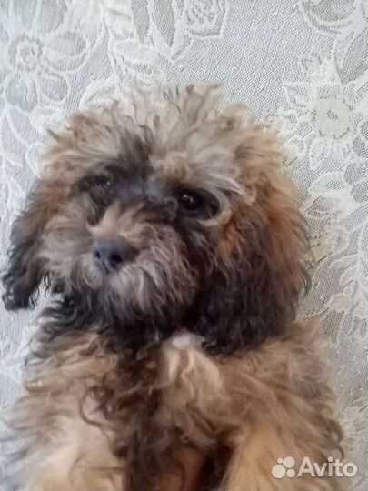 Сестрёнки пуделешки