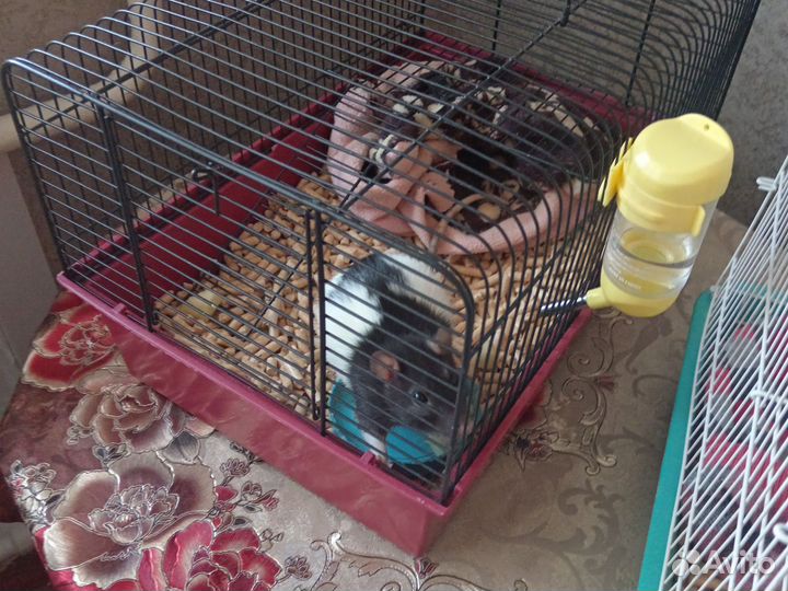 Крыса домашняя