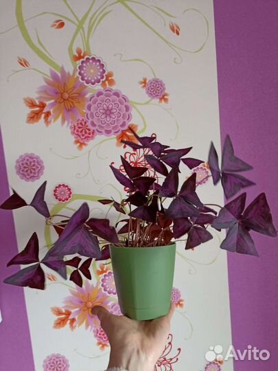 Кислица оксалис