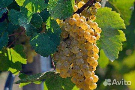 Виноград винных сортов