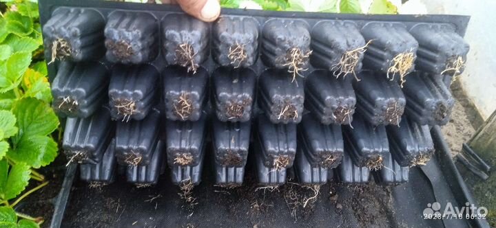 Рассада клубники