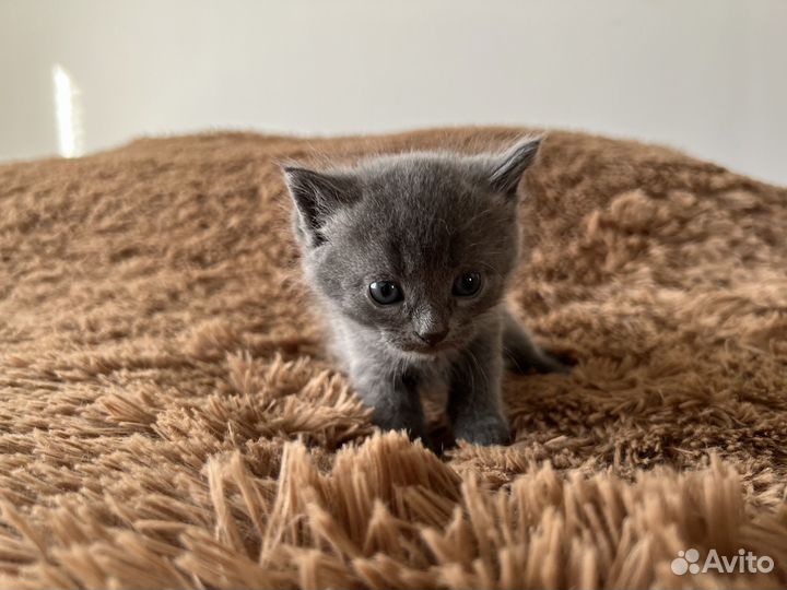 Котята в дар бесплатно