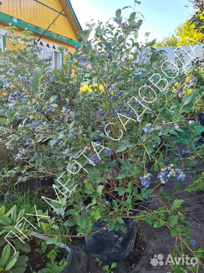 Саженцы Голубики Садовой