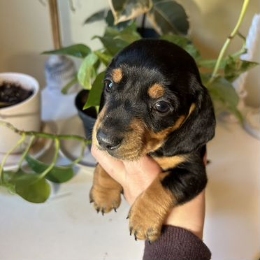 Кроличья такса, щенок