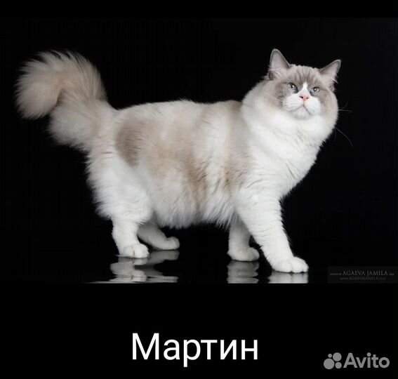 Кот Рэгдолл в разведение