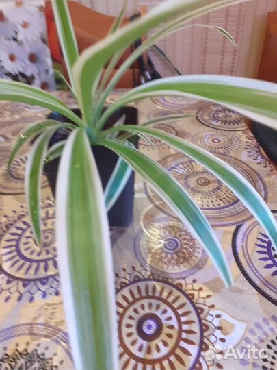 Цветочный сад