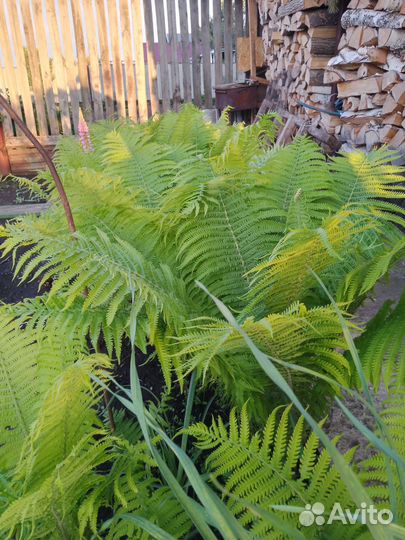 Папоротник садовый