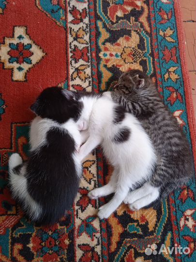 Отдам котят в добрые руки. Земетчино