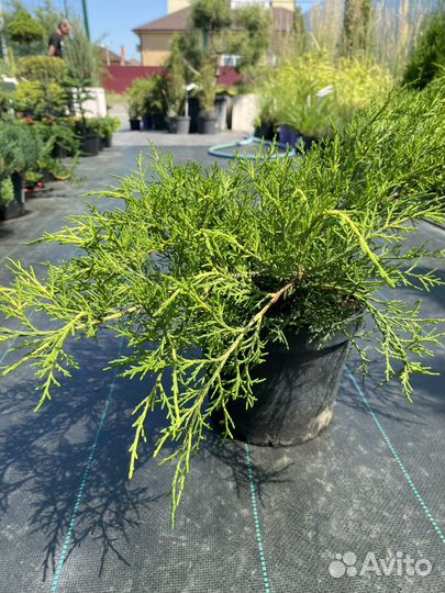 Можжевельник средний Олд Голд