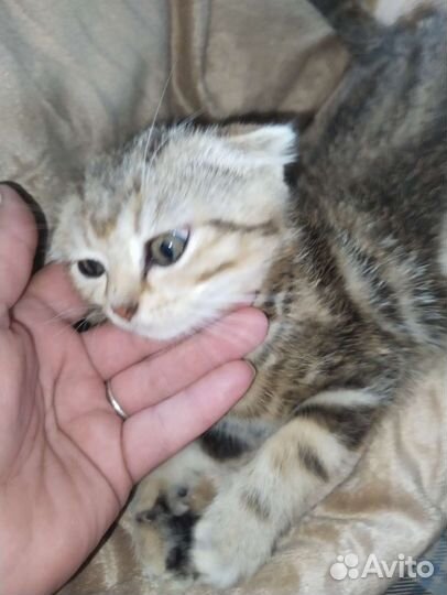 Шотландская вислоухая кошка продам