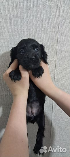 Щенки русского спаниеля