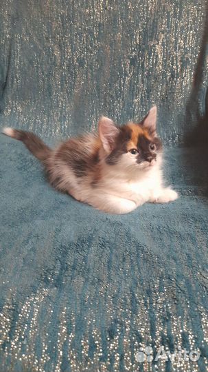 Трехцветные котята в добрые руки